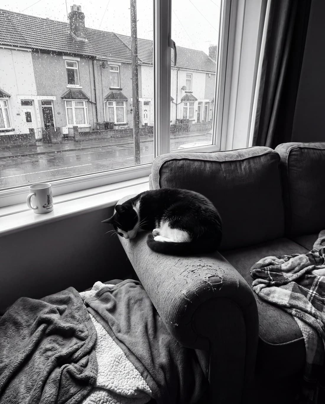 The reference photograph of a cat, before painting