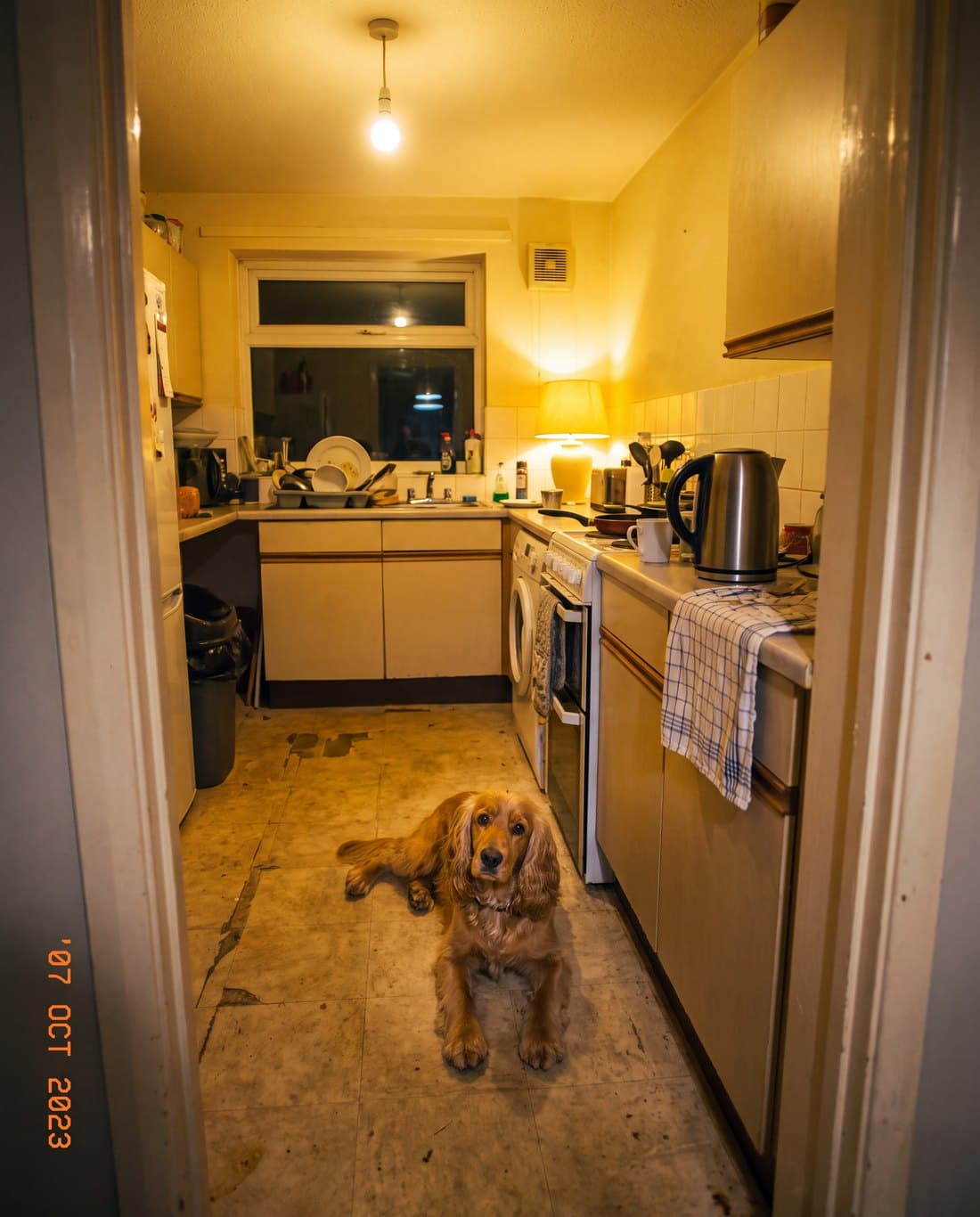The reference photograph of a spaniel, before painting