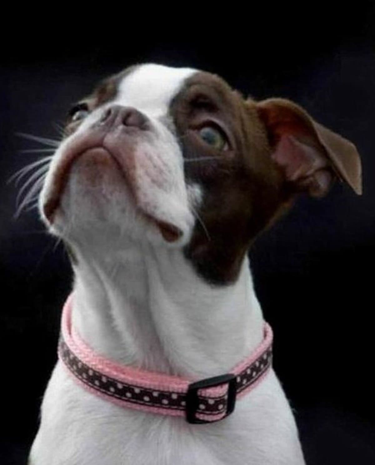 The reference photograph of a dog, before painting