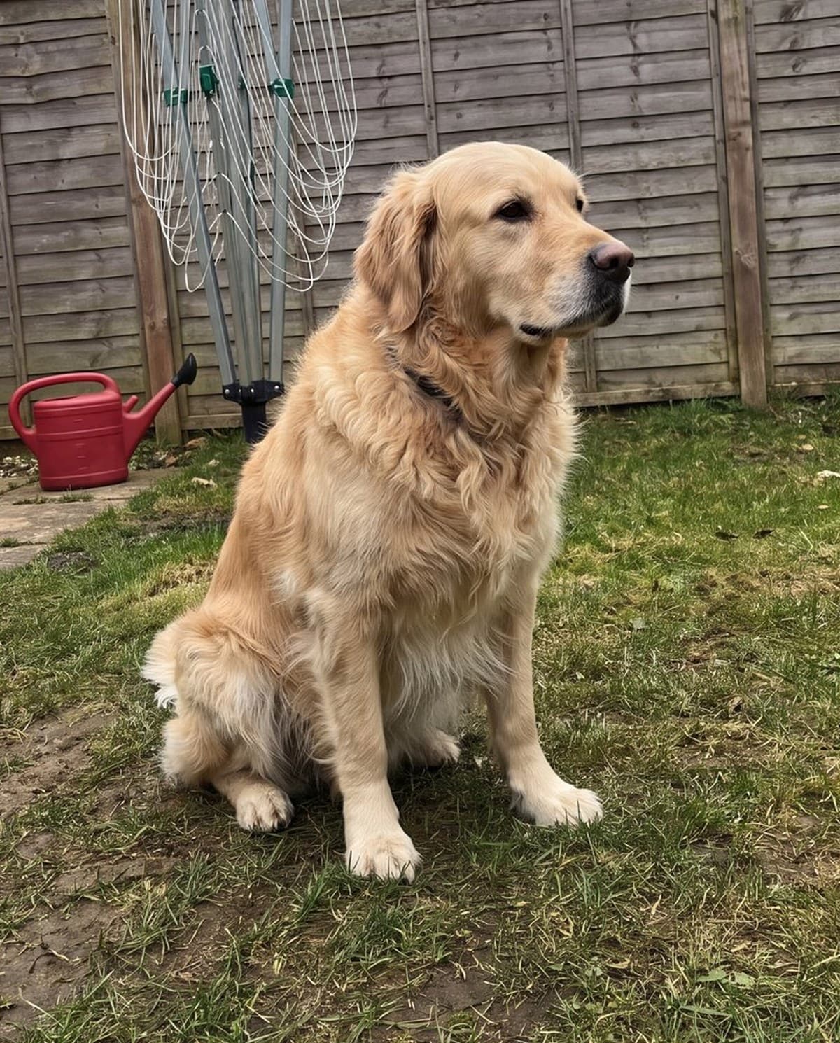 A reference photograph of a dog, before painting