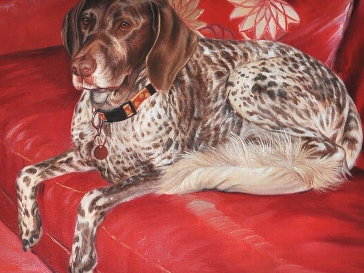 Pet portrait prices in the UK: from a £15 digital file to hand-painted oil