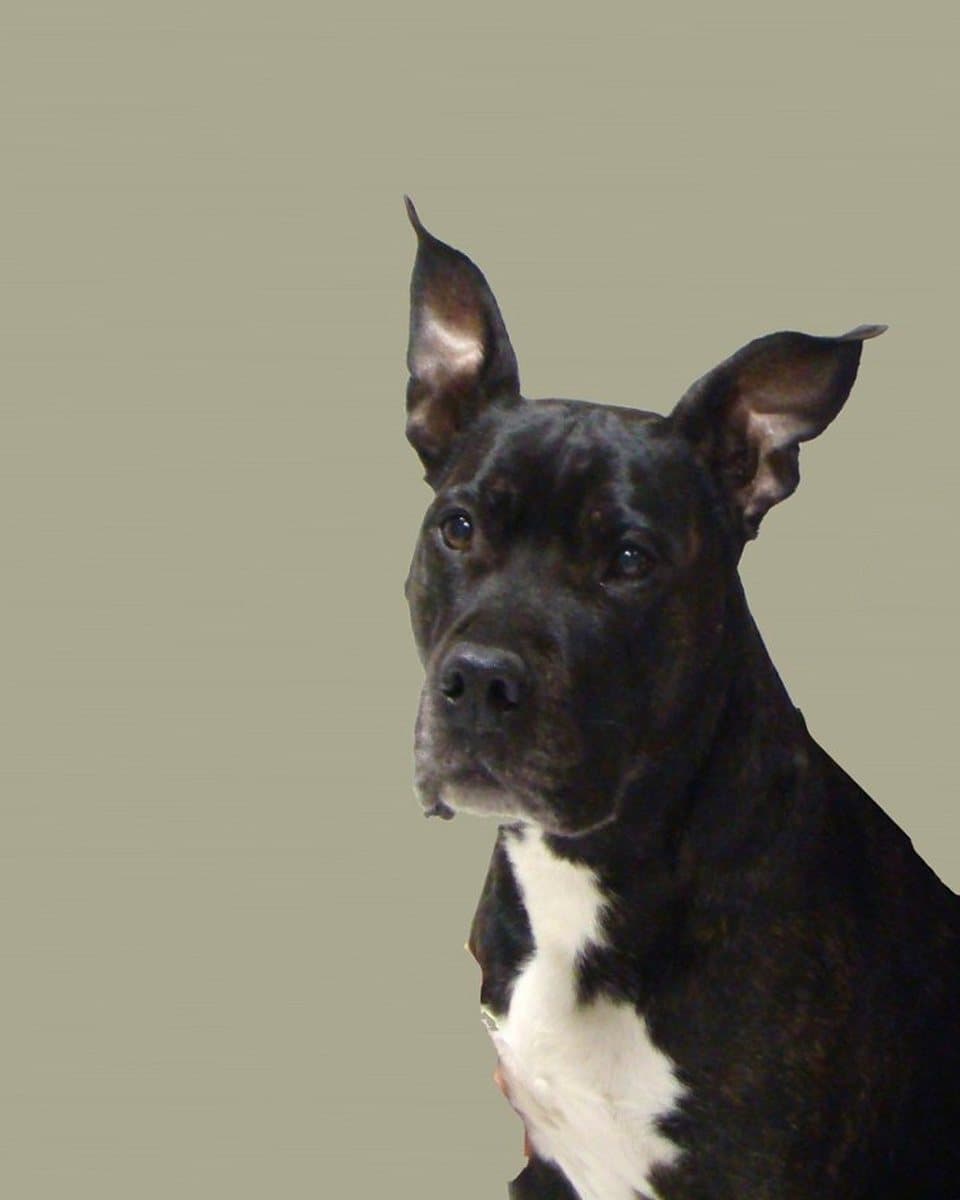 The photograph of a black dog with a white chest that the painting was made from