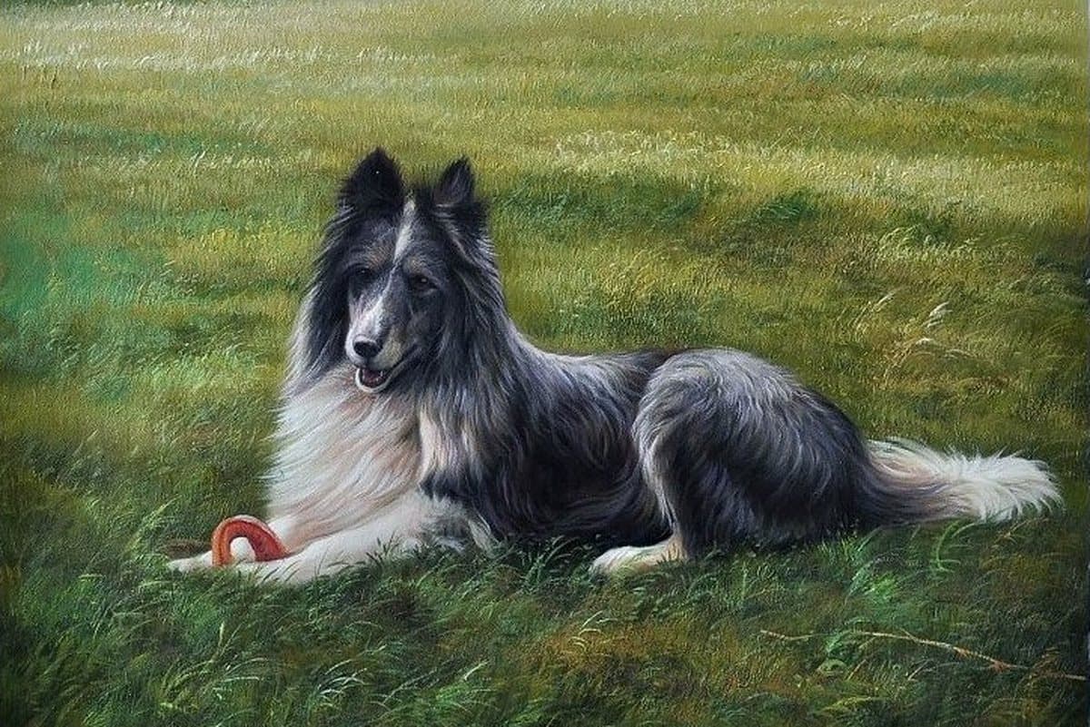 Oil painting of a long-haired collie lying on a lawn, hand-painted from a photograph