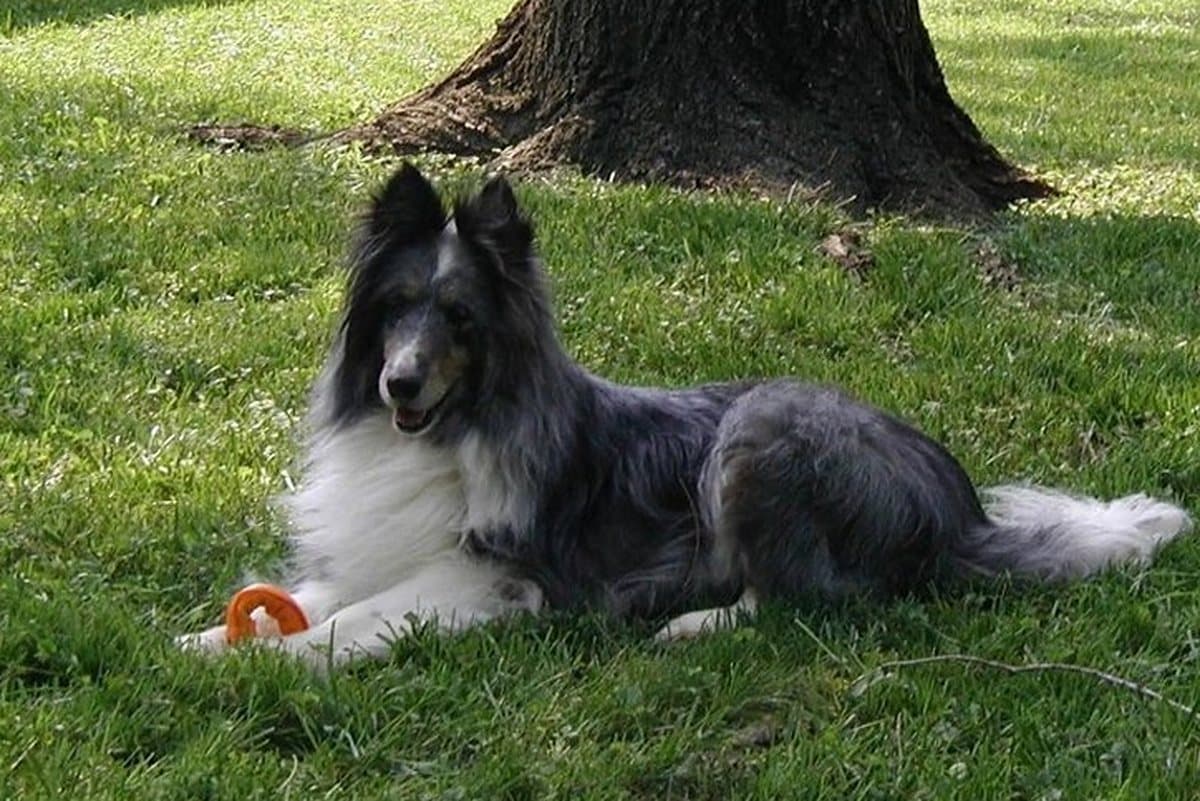 The photograph of a long-haired collie lying on a lawn that the painting was made from