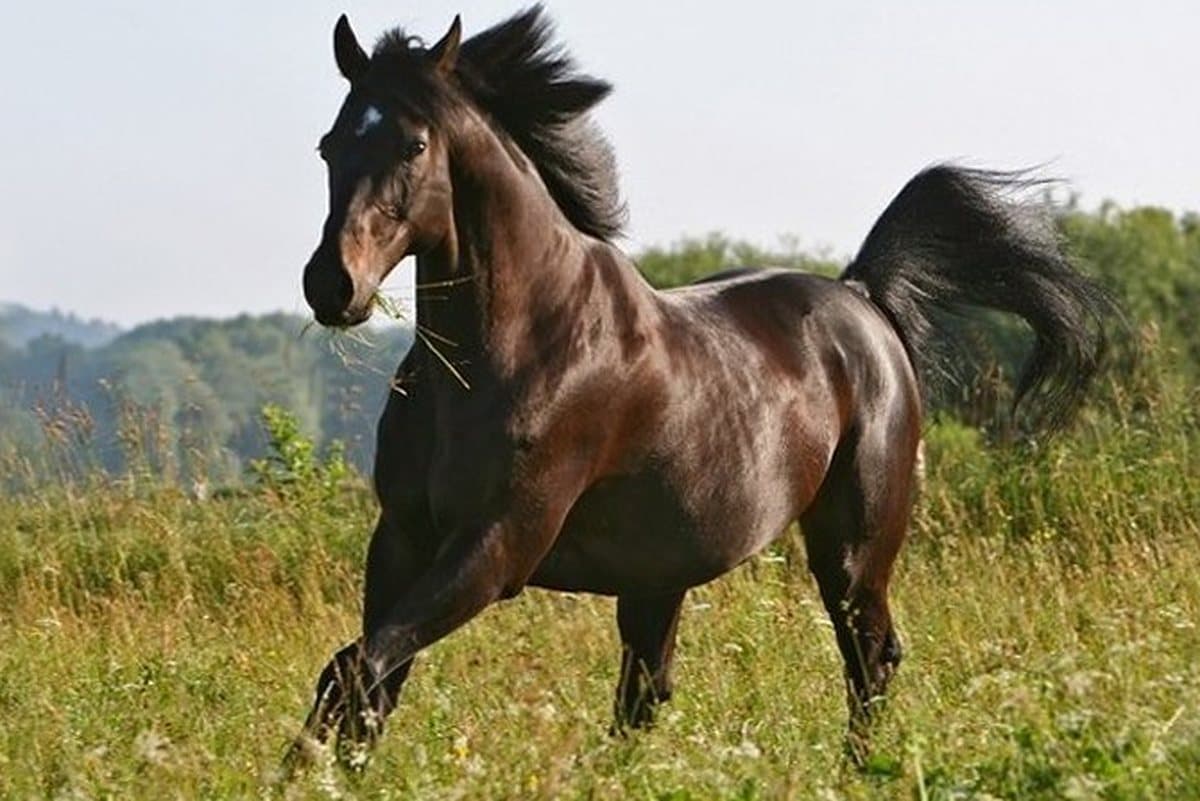 The photograph of a dark bay horse galloping through a field that the painting was made from