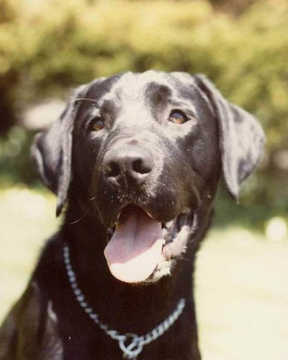 The photograph of a labrador with its tongue out that the painting was made from