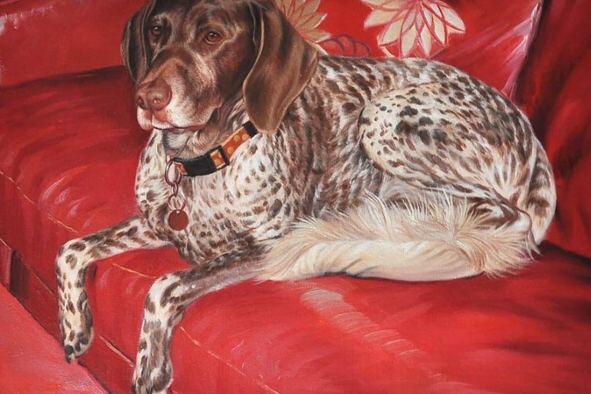 Oil painting of a spotted pointer lying on a red sofa, hand-painted from a photograph