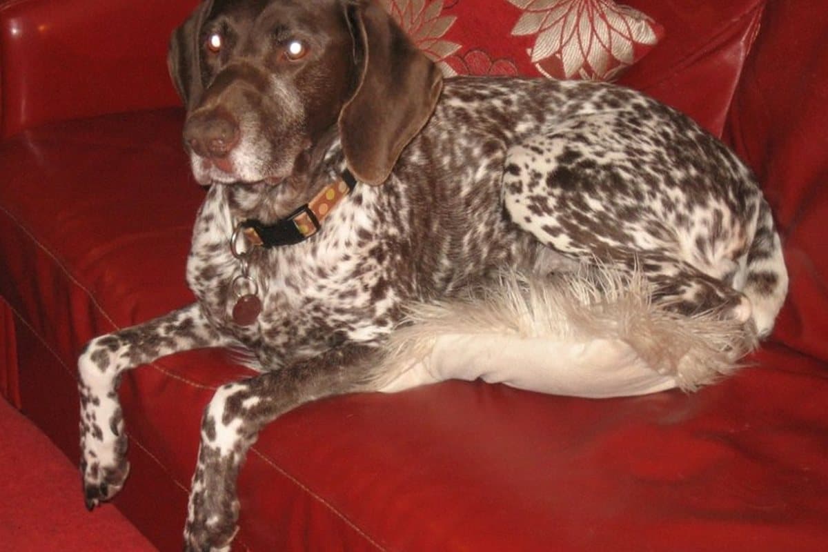 The photograph of a spotted pointer lying on a red sofa that the painting was made from