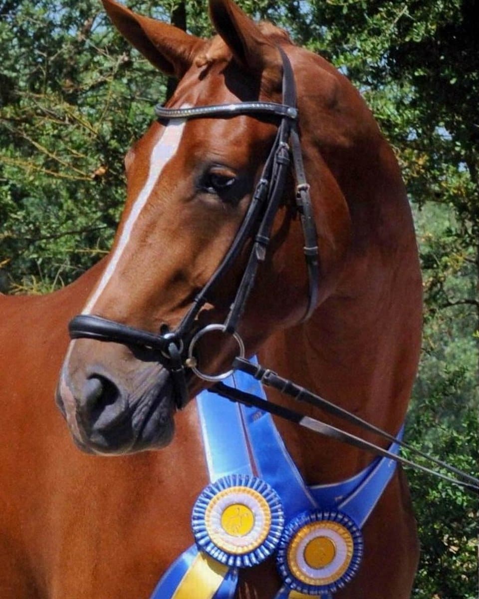 The photograph of a chestnut show horse wearing its rosettes that the painting was made from