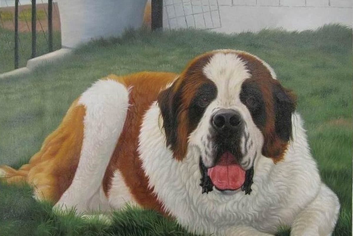 Oil painting of a St Bernard lying on the grass, hand-painted from a photograph