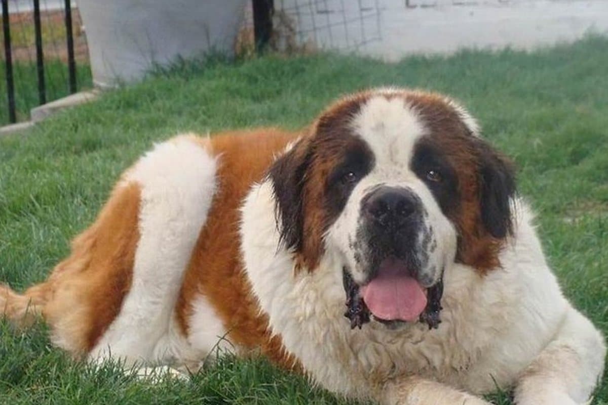 The photograph of a St Bernard lying on the grass that the painting was made from