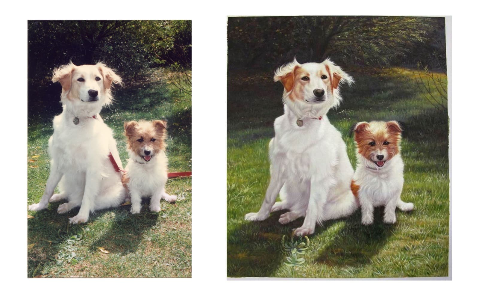 Real customer commission — Dog Golden Retriever Puppy Before After