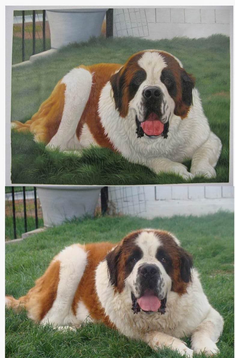 Real customer commission — Dog Saint Bernard Before After