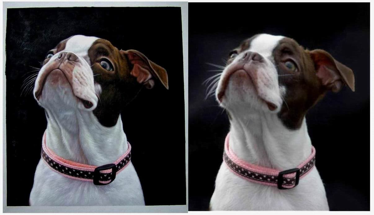 Dog Boston Terrier Pink Collar
