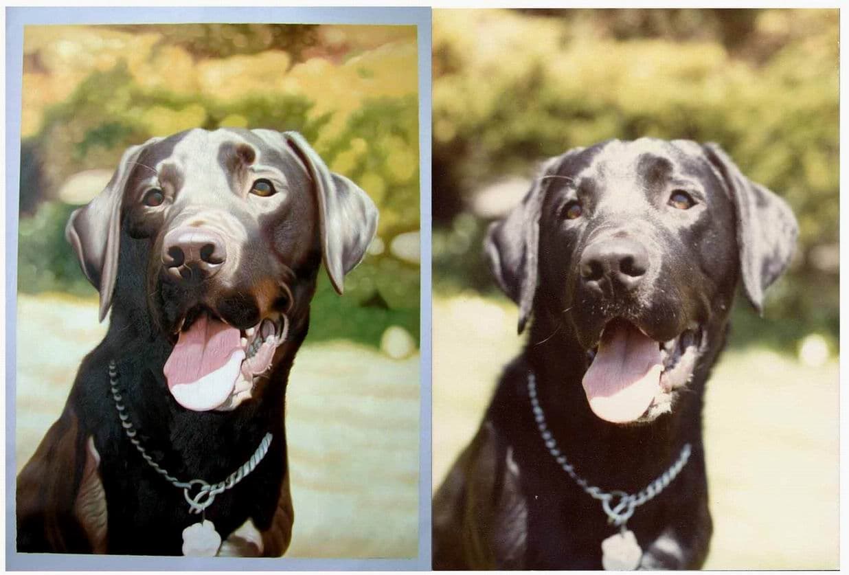 Dog Chocolate Labrador Portrait