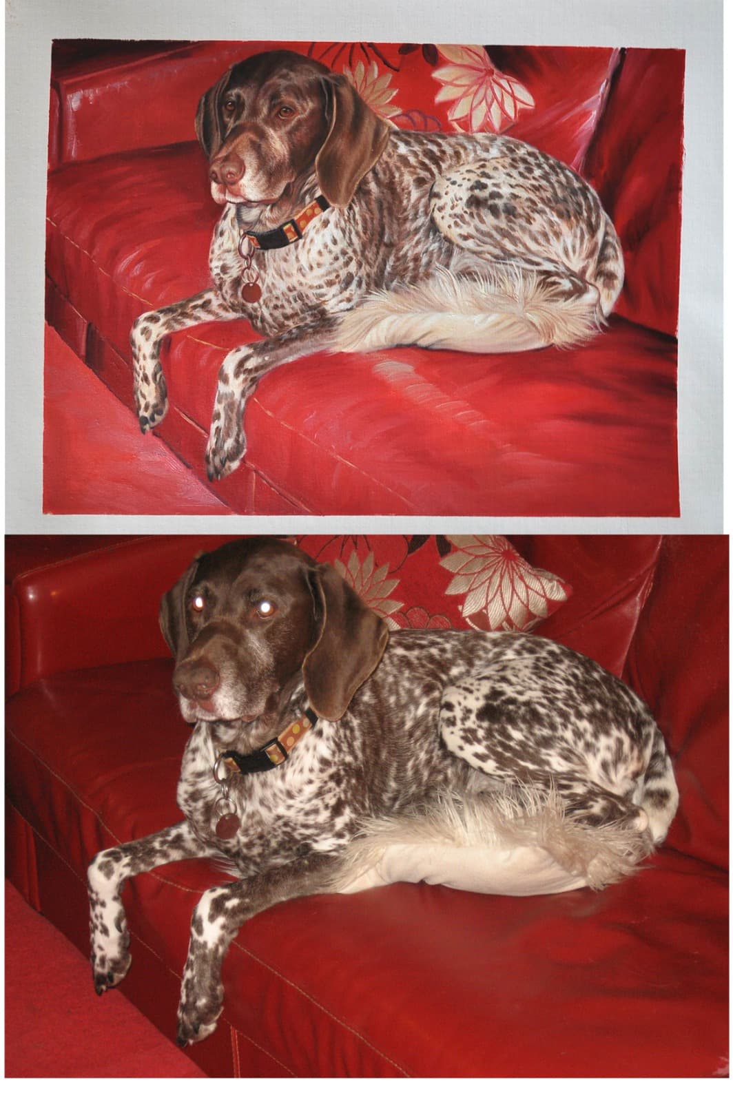 Dog German Shorthaired Pointer Red Couch