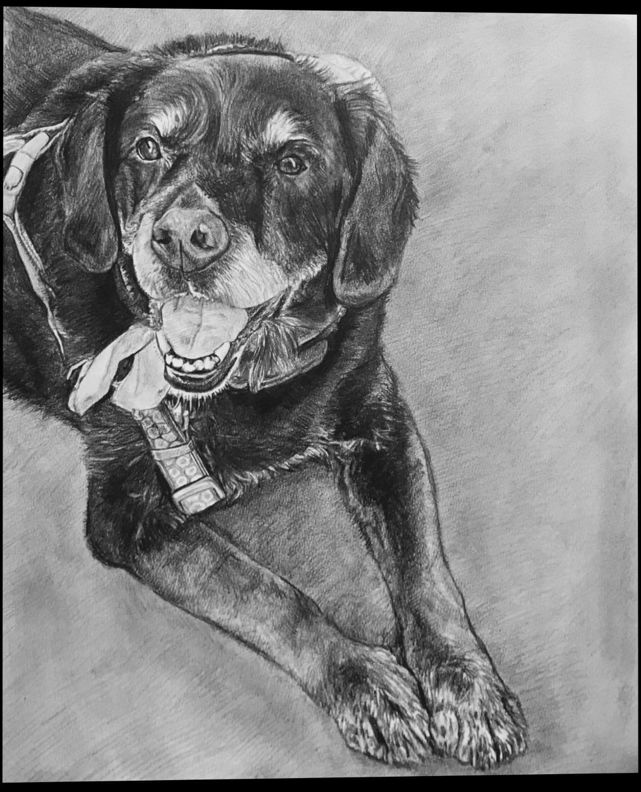 Dog Rottweiler Charcoal Sketch