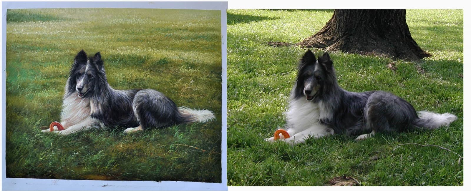 Dog Sheltie Grass