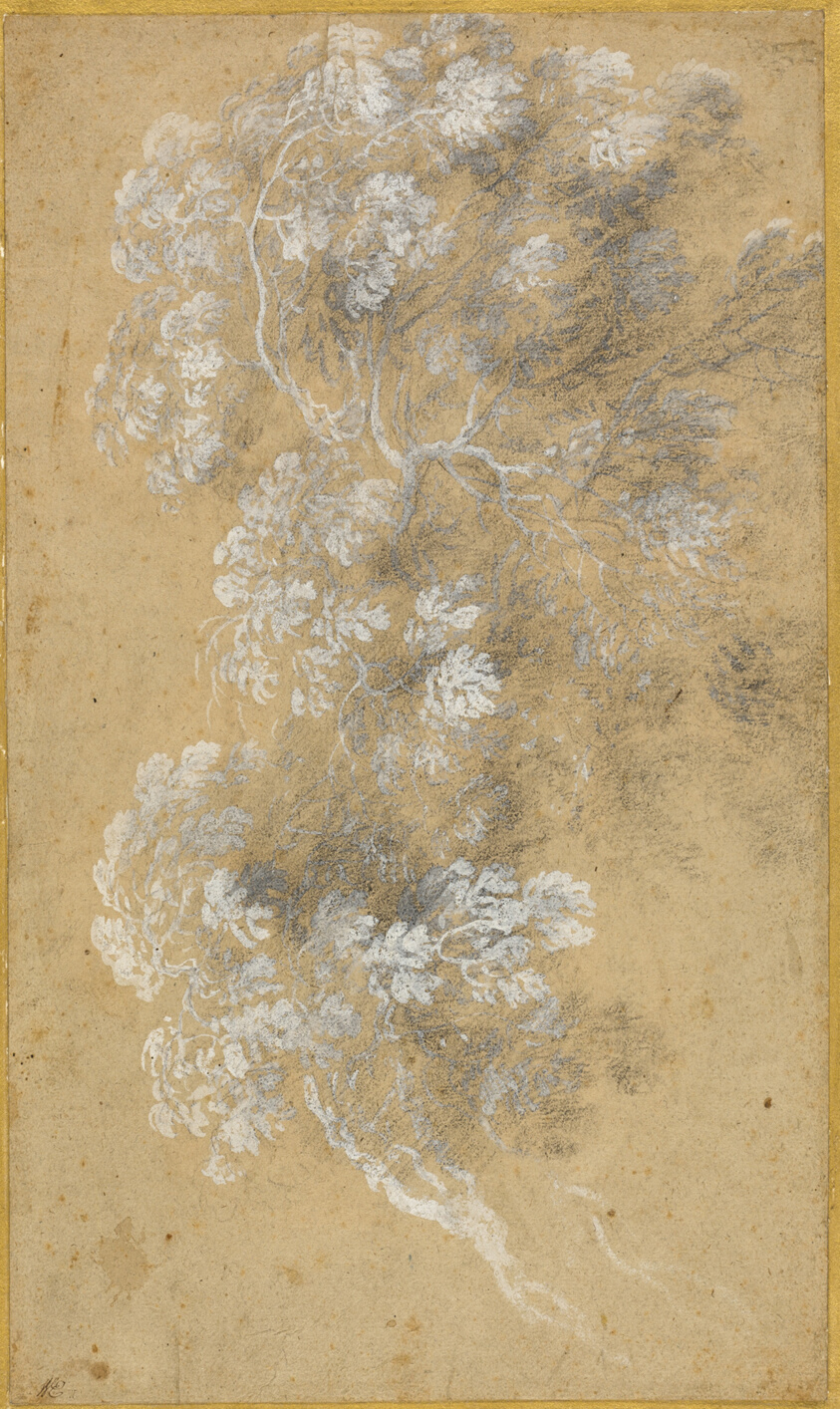 Sketch of Foliage and Branches by Claude Lorrain